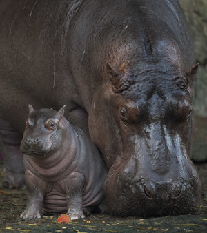 Introducing Augustus - Baby Hippo Born at Disney's Animal Kingdom is a Boy!