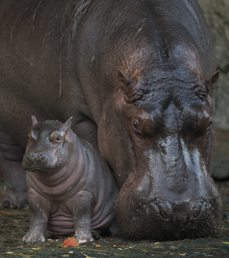 Baby Hippo Born at Disney’s Animal Kingdom is a Boy! On February 21, 2018, Walt Disney World Resort revealed news about a baby Nile hippopotamus born last month at Disney’s Animal Kingdom in Lake Buena Vista, Fla. Disney announced that the hippo calf is a boy, and his name is Augustus. Weighing in at 168 pounds, Augustus is the first hippo born at the park in 13 years. He is often seen close to his mom, Tuma, and is winning over guests on the theme park’s Kilimanjaro Safaris attraction and Wild Africa Trek experience.