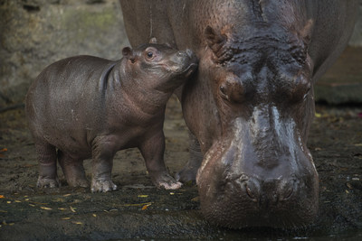 Baby Hippo Born at Disney's Animal Kingdom is a Boy! On February 21, 2018, Walt Disney World Resort revealed news about a baby Nile hippopotamus born last month at Disney's Animal Kingdom in Lake Buena Vista, Fla. Disney announced that the hippo calf is a boy, and his name is Augustus. Weighing in at 168 pounds, Augustus is the first hippo born at the park in 13 years. He is often seen close to his mom, Tuma, and is winning over guests on the theme park's Kilimanjaro Safaris attraction and Wild Africa Trek experience.