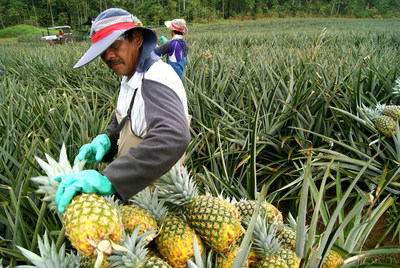 Costa Rica is one of the world's largest pineapple producers, with fruit from this country ending up on supermarket shelves across the United States and Europe. Now, thanks to a new mapping system, companies that buy pineapples from Costa Rica can guarantee that their products are deforestation-free.