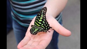 L'événement Papillons en fête enfin de retour chez Jardin Hamel!