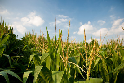 Delaro is an important new tool to help growers get the most out of their corn hybrids and soybean varieties.