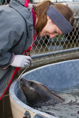 Moody Gardens Biologist Allison Folsom and a rescued Harbor Seal named Ravioli get acquainted at Northcoast Marine Mammal Center in Calif. as they prepare to travel to a new, forever home in Galveston, TX
