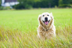 Canine Journal Ranks Healthy Paws Pet Insurance #1