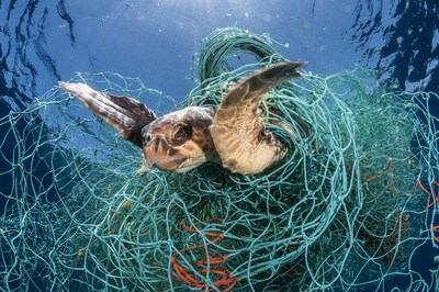 A loggerhead turtle trapped in an abandoned drifting net in the Mediterranean sea. Jordi Chias / naturepl.com (CNW Group/World Animal Protection)