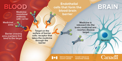 Medicinal transport across the blood-brain barrier. The NRC-Biogen team will identify new targets, shown in orange, that are best suited for taking medicine through the barrier. (CNW Group/National Research Council Canada)