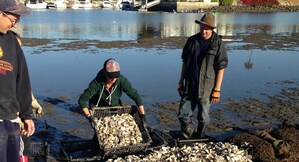 Honda Marine Science Foundation Supports New Projects Focused on "Living Shorelines" Along West Coast