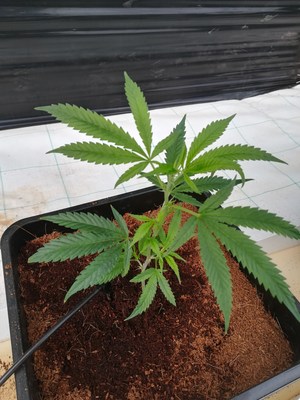 Les plants de cannabis sont arrivés en Espagne en bonne santé. (Groupe CNW/Canopy Growth Corporation)