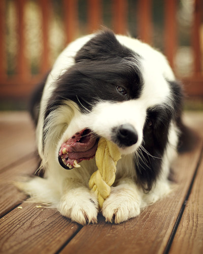 Dasher enjoys a Redbarn large Esophagus Puff Braid.