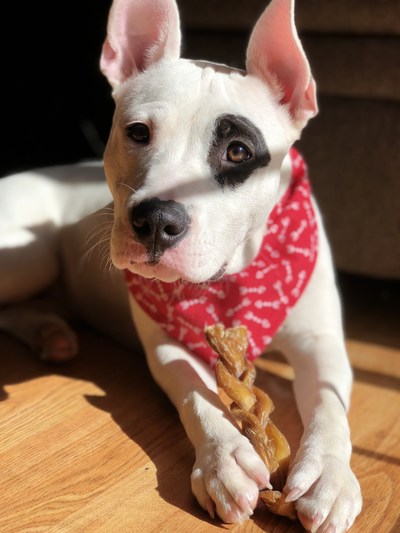 Sugar enjoys a Redbarn No-Odor Bully Braid.