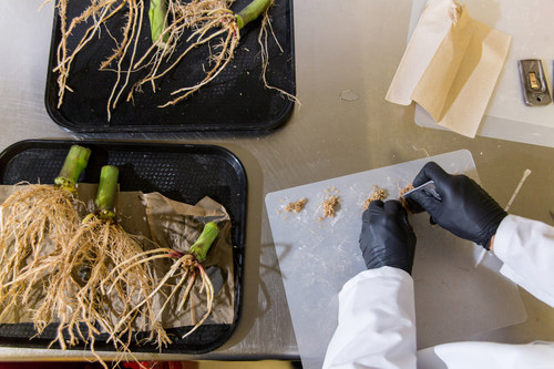 A scientist at Pivot Bio scraping corn roots to measure the colonization of Pivot Bio's nitrogen producing microbe.