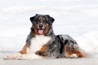 Canadian Kennel Club Reveals Surprise Addition to Canada's Top 10 Most Popular Dogs
