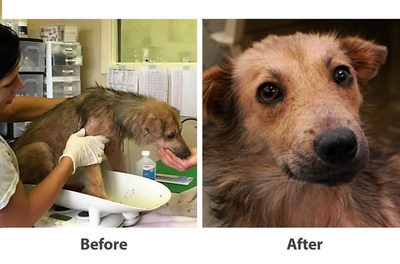 Before and after of Odessa, pup helped by the Bayer and Adopt-a-Pet.com Treated with Love grant.