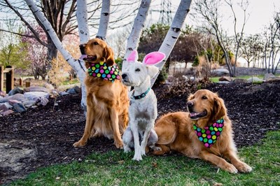 Safety Tips to Keep Your Dog 'Hoppy' this Easter