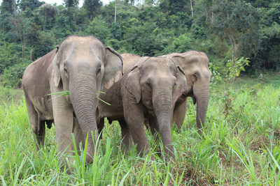 World Animal Protection supports animal friendly travel options like seeing elephants in a sanctuary and is working with the travel industry to prove that tourists want kinder options. Pictured are three rescued elephants at Boon Lott's Elephant Sanctuary (BLES) in Sukhothai, Thailand. (CNW Group/World Animal Protection)