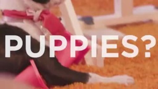 Tough Mudder To Launch Adorable New Event Series "Baby Puppy Mudder"