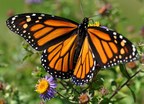 Monarques Partners with Mission Monarch