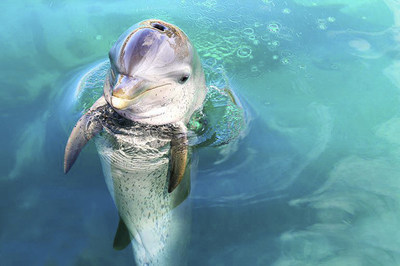 Dolphin Encounters achieves humane certification