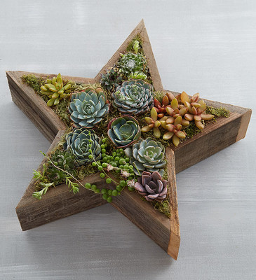 Plants & Succulents: Wood Star Succulent
