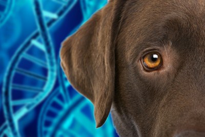 Mars Petcare Acquisition of OptiGen, LLC Will Enable Discovery of New Genetic Health Markers for Dogs (PRNewsfoto/Mars Petcare)
