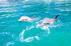 Ocean World Adventure Park Achieves Humane Certification for Animal Welfare