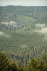 Save the Redwoods League, National Park Service and California State Parks Unite to Bring Back Ancient Redwood Forest on the North Coast of California