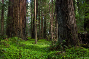 Save the Redwoods League Scientists Reveal Significant Need for Forest Conservation Efforts in New Report