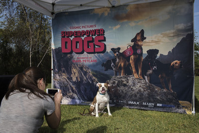 Pup posing at “Superpower Your Dog Day”