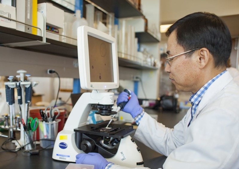 Dr. Seungil Ro of the University of Nevada, Reno School of Medicine, shown here in his lab, continues his research with the support of YUYANG Dnu of South Korea.