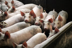 New research shows major global supermarket chains at risk of losing customers over poor pig welfare