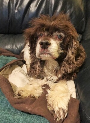 Literary Dog With Genius IQ Dies Suddenly