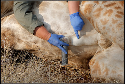 Dr. Luther-Binoir of GEOsperm South Africa collects the very first semen sample from a wild giraffe bull.