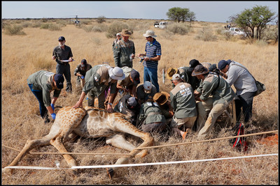 While Dr. Deacon fits a GPS collar, the research team collects numerous physiological samples that will aid biologists in understanding more about giraffes.