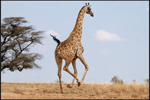 Wild Giraffe Semen Collected For The First Time Brings Hope To Conservationists