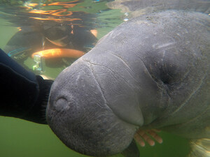 Warriors Find Relaxation and Support During Manatee Swim Session