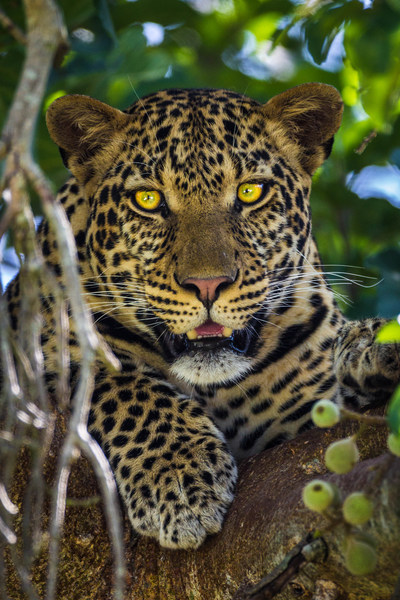 Capture beautiful images like this leopard on this Luxury Photography Safari in Tanzania