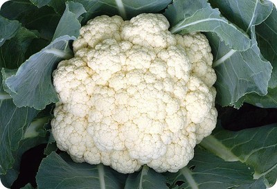 Ching Long Seed’s Cauliflower Seeds H-37 features the highest heat-tolerance and extra-early variety 37-day maturity after transplanting.