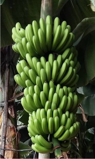 The newest Cavendish banana somaclone cultivar (GCTCV-218-2) is characterized by moderate-to-high resistance to FOC TR4, high-yields, and only mild affection by thrips.