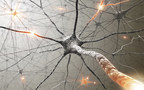 Feinstein Institute researchers publish analysis about link between neuroscience and immunity