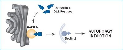 Figure 1. GAPR-1/GLIPR2 is a negative regulator of autophagy and binds Beclin1 to inhibit autophagy. In the presence of Tat-Beclin1 D11 (Tat-D11) peptides, Beclin1 bound to GAPR-1 is released, allowing Beclin1 to mediate autophagosome formation and autophagy induction. The Tat-D11 peptide is shorter and has greater potency compared to the original Tat-Beclin1 peptide, inducing the formation of over fivefold more autophagosomes and autolysosomes.