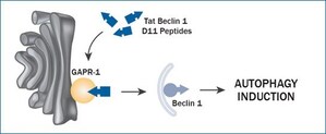 Bio-Techne Leads the Way in Scientific Support for Autophagy Research