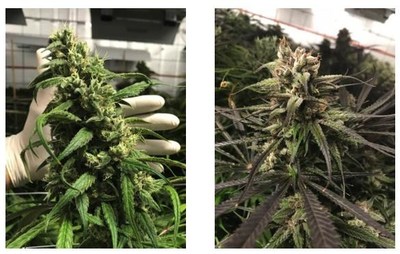 Little Green Pharma’s first commercial Medical Cannabis crop (Australia) (CNW Group/LGC Capital Ltd)