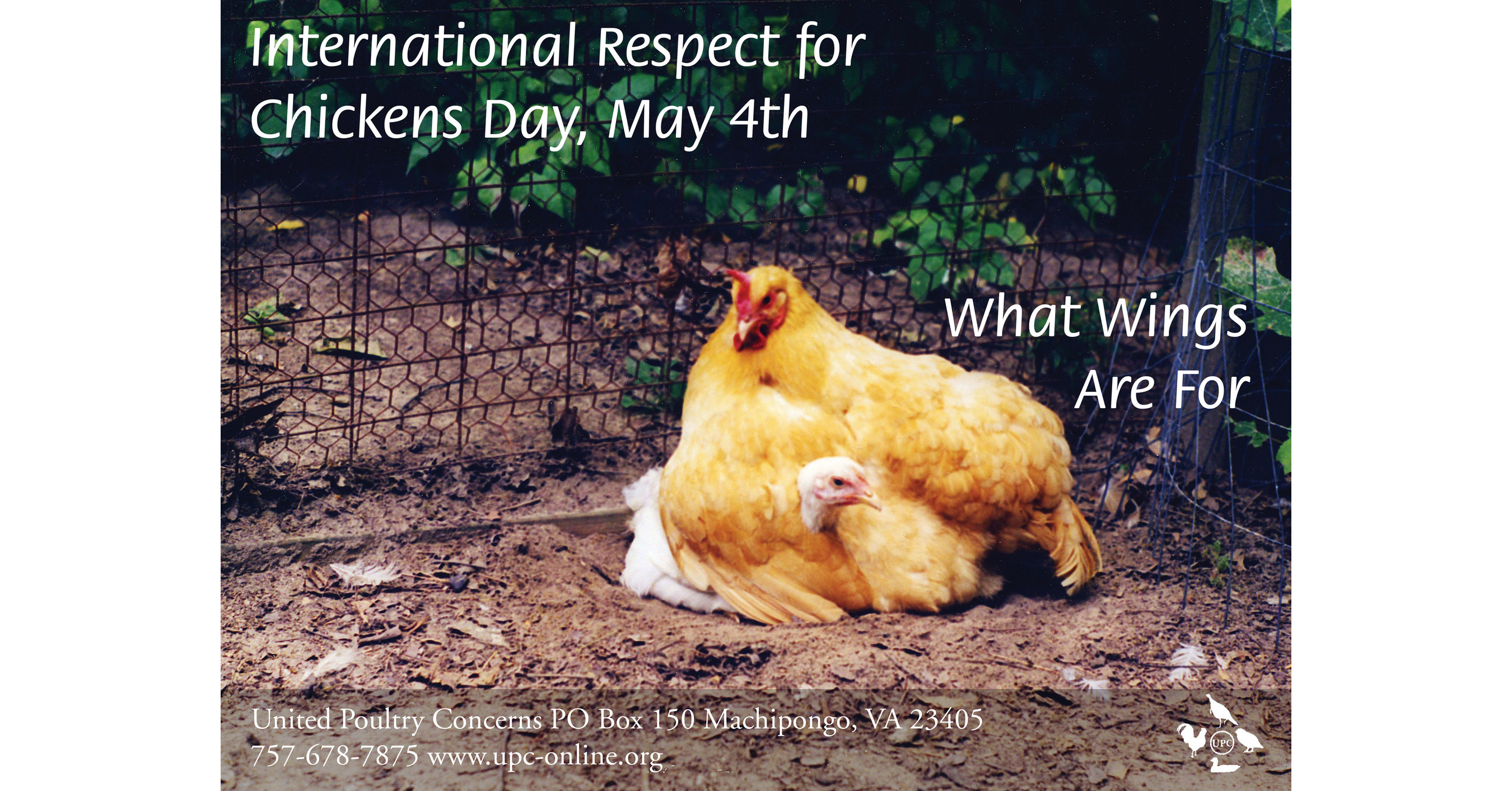 International Respect For Chickens Day Celebrates Compassion for Chickens