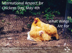 International Respect For Chickens Day Celebrates Compassion for Chickens