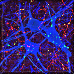 Scientists Map Key Brain-to-Spinal Cord Nerve Connections for Voluntary Movement