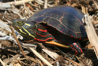 Midland Painted Turtle © Joe Crowley (CNW Group/Committee on the Status of Endangered Wildlife in Canada)