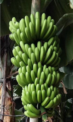 The newest Cavendish banana somaclone cultivar (GCTCV-218-2) is characterized with high moderate resistance to FOC TR4, high-yielding, and mild affection. (PRNewsfoto/UBM Asia Ltd., Taiwan Branch)