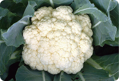 Ching Long Seed’s Cauliflower Seeds H-37 features the most tolerant to heat and extra early variety 37-day maturity after transplanting. (PRNewsfoto/UBM Asia Ltd., Taiwan Branch)