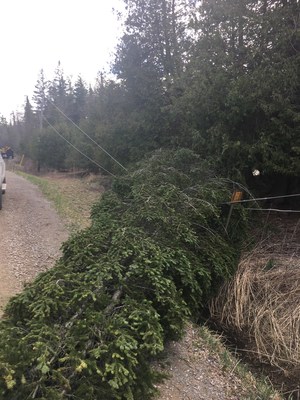 A giant tree brings down electricity line following high winds in Bolton, Ontario. (CNW Group/Hydro One Inc.)