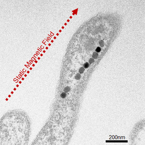 Oscillating nanophase magnetite controls ice nucleation